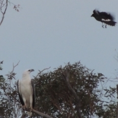 Haliaeetus leucogaster at Paddys River, ACT - 22 Nov 2014 07:47 PM