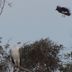 Haliaeetus leucogaster at Paddys River, ACT - 22 Nov 2014 07:47 PM