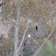 Haliaeetus leucogaster at Paddys River, ACT - 22 Nov 2014 07:47 PM