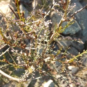 Indigofera adesmiifolia at Stromlo, ACT - 23 May 2015 02:35 PM