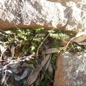 Cheilanthes distans at Stromlo, ACT - 23 May 2015