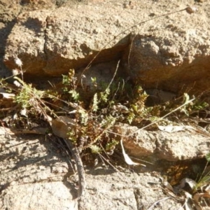 Cheilanthes distans at Stromlo, ACT - 23 May 2015