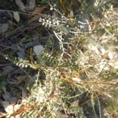 Indigofera adesmiifolia (Tick Indigo) at Stromlo, ACT - 23 May 2015 by MichaelMulvaney