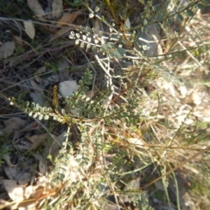 Indigofera adesmiifolia at Stromlo, ACT - 23 May 2015