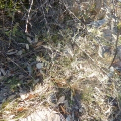 Indigofera adesmiifolia at Stromlo, ACT - 23 May 2015 03:49 PM