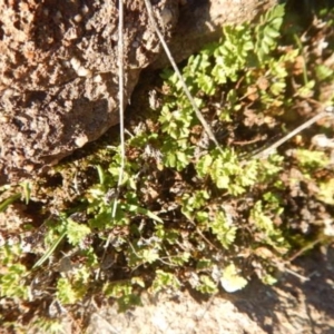 Cheilanthes distans at Stromlo, ACT - 23 May 2015 04:23 PM