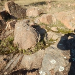 Cheilanthes distans at Stromlo, ACT - 23 May 2015