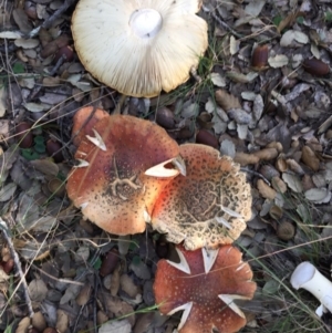 Amanita muscaria at Molonglo Valley, ACT - 23 May 2015