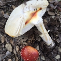 Amanita muscaria at Molonglo Valley, ACT - 23 May 2015