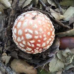 Amanita muscaria at Molonglo Valley, ACT - 23 May 2015