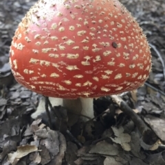 Amanita muscaria (Fly Agaric) at National Arboretum Forests - 23 May 2015 by AaronClausen