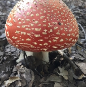 Amanita muscaria at Molonglo Valley, ACT - 23 May 2015