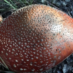 Amanita muscaria at Molonglo Valley, ACT - 23 May 2015