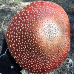 Amanita muscaria at Molonglo Valley, ACT - 23 May 2015