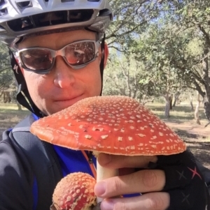 Amanita muscaria at Molonglo Valley, ACT - 23 May 2015