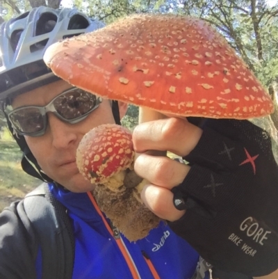Amanita muscaria (Fly Agaric) at National Arboretum Forests - 23 May 2015 by AaronClausen