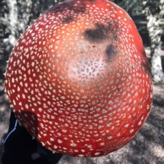 Amanita muscaria at Molonglo Valley, ACT - 23 May 2015