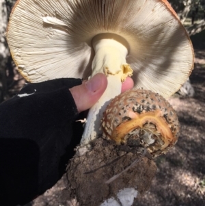 Amanita muscaria at Molonglo Valley, ACT - 23 May 2015