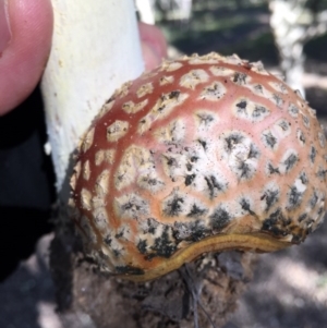 Amanita muscaria at Molonglo Valley, ACT - 23 May 2015 05:33 PM