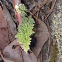 Cheilanthes distans (Bristly Cloak Fern) at Symonston, ACT - 21 May 2015 by galah681