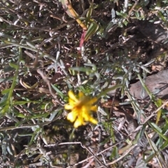 Calotis lappulacea (Yellow Burr Daisy) at Symonston, ACT - 22 May 2015 by galah681