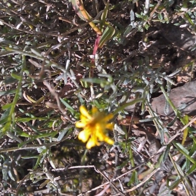 Calotis lappulacea (Yellow Burr Daisy) at Symonston, ACT - 22 May 2015 by galah681