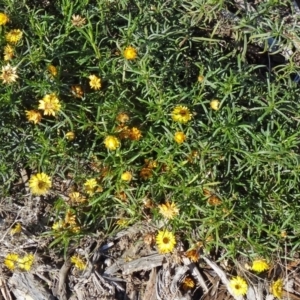 Xerochrysum viscosum at Molonglo Valley, ACT - 21 May 2015 11:44 AM