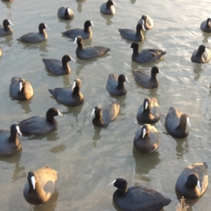 Fulica atra at Gordon, ACT - 21 May 2015 06:06 PM