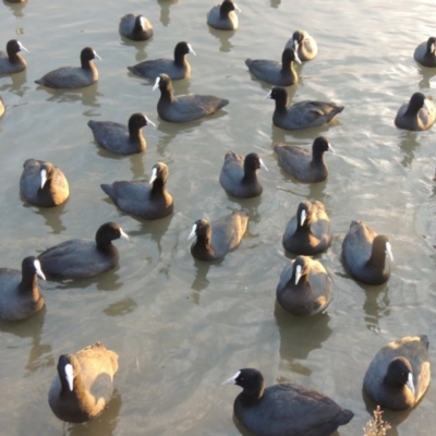 Fulica atra (Eurasian Coot) at Gordon, ACT - 21 May 2015 by MichaelBedingfield