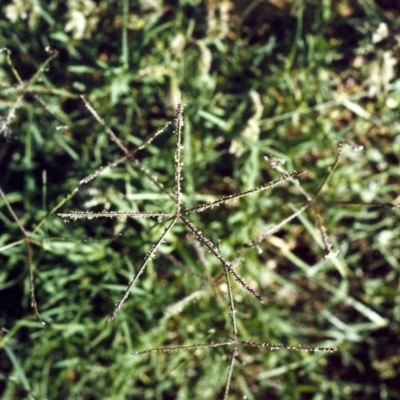 Cynodon dactylon (Couch Grass) at Gordon, ACT - 11 Apr 2015 by MichaelBedingfield