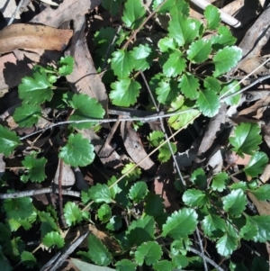 Goodenia hederacea subsp. alpestris at Cotter River, ACT - 24 May 2015 11:47 AM