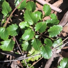 Goodenia hederacea subsp. alpestris at Cotter River, ACT - 24 May 2015 11:47 AM