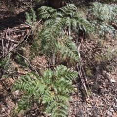 Pteridium esculentum (Bracken) at Cotter River, ACT - 24 May 2015 by AaronClausen