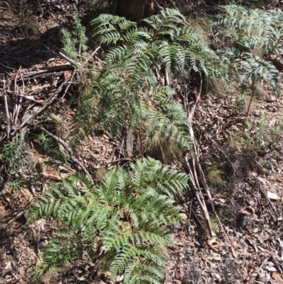 Pteridium esculentum (Bracken) at Cotter River, ACT - 24 May 2015 by AaronClausen