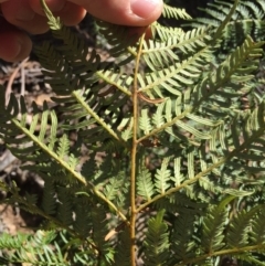 Pteridium esculentum at Cotter River, ACT - 24 May 2015