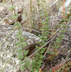 Cheilanthes distans (Bristly Cloak Fern) at Dunlop, ACT - 1 May 2015 by Rosie