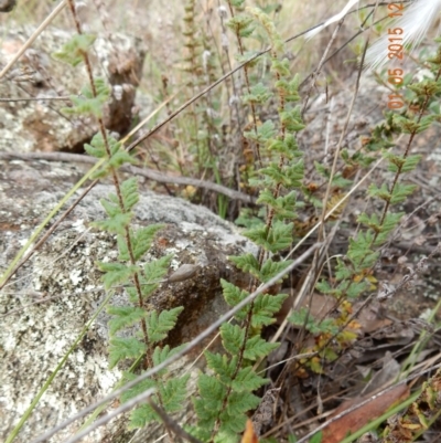 Cheilanthes distans (Bristly Cloak Fern) at The Pinnacle - 1 May 2015 by Rosie