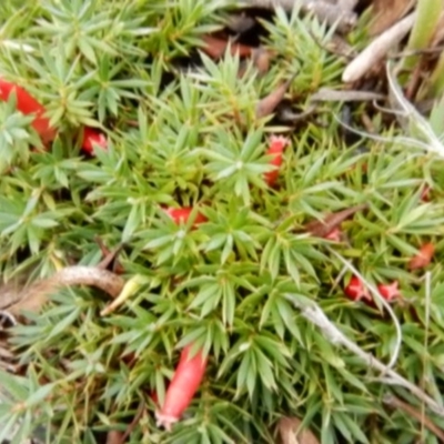 Astroloma humifusum (Cranberry Heath) at Mount Rogers - 18 Apr 2015 by Rosie