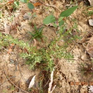 Centipeda cunninghamii at Belconnen, ACT - 23 Mar 2015