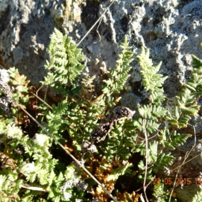 Cheilanthes distans (Bristly Cloak Fern) at Spence, ACT - 24 May 2015 by Rosie