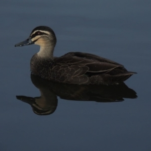 Anas superciliosa at Bonython, ACT - 24 May 2015