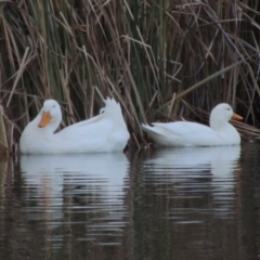 Anas platyrhynchos (Mallard (Domestic Type)) at Stranger Pond - 24 May 2015 by michaelb