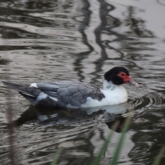 Cairina moschata (Muscovy Duck (Domestic Type)) at Gordon, ACT - 30 Apr 2015 by MichaelBedingfield