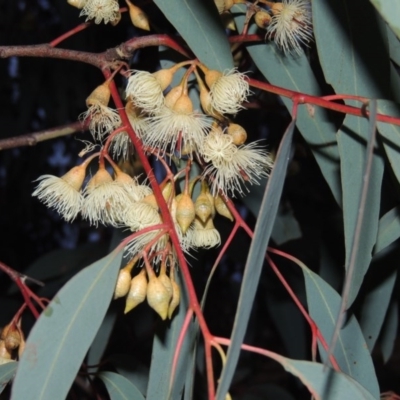 Eucalyptus sideroxylon (Mugga Ironbark) at Bonython, ACT - 24 May 2015 by michaelb