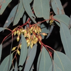 Eucalyptus sideroxylon at Bonython, ACT - 24 May 2015 06:36 PM