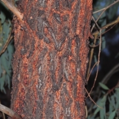 Eucalyptus sideroxylon at Bonython, ACT - 24 May 2015 06:36 PM