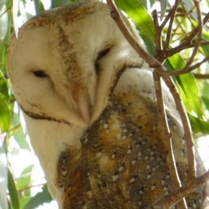 Tyto alba at Fyshwick, ACT - 30 Apr 2013 02:19 PM