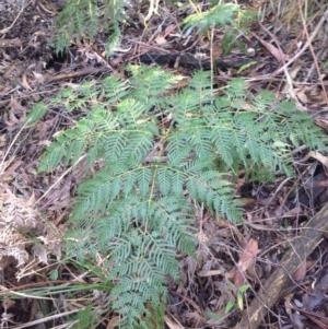 Pteridium esculentum at Paddys River, ACT - 24 May 2015