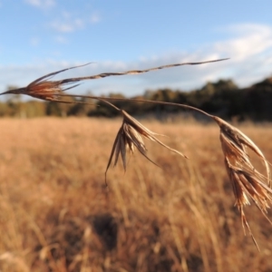 Themeda triandra at Latham, ACT - 25 May 2015