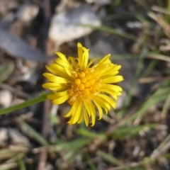 Calotis lappulacea (Yellow Burr Daisy) at Symonston, ACT - 25 May 2015 by Mike